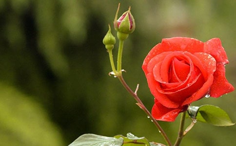 月季作文300字6篇