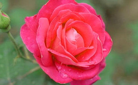 月季花的作文100字