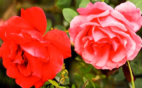 �˽̰����꼉(j��)�σ�(c��)�Ć�Ԫ���ģ��¼�������