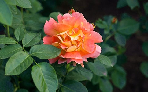 �¼�������(���\15ƪ)