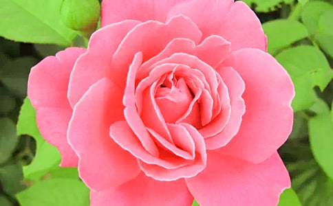 �Ҽ��������¼�������