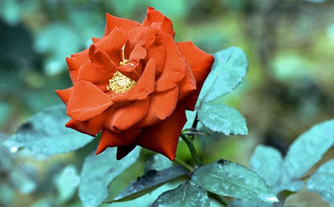 月季花作文【熱門(mén)】