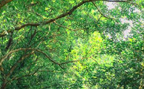 �����á���(y��u)�����簲����Ȧ�����Z35��