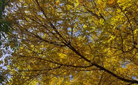 �����簲����Ȧ��(w��n)���Z(y��)ժ�31�l