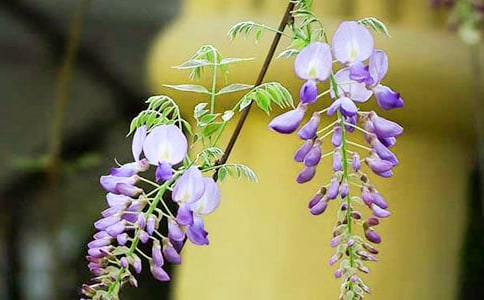 紫藤花作文300字8篇