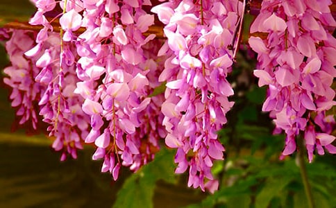 又見(jiàn)紫藤花開(kāi)作文4篇