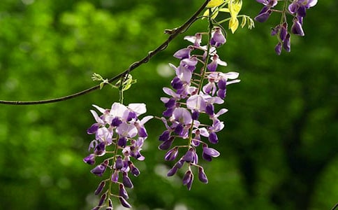 ���ٻ��_����(�R��8ƪ)