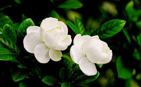 ���򻨵�ζ����������800��