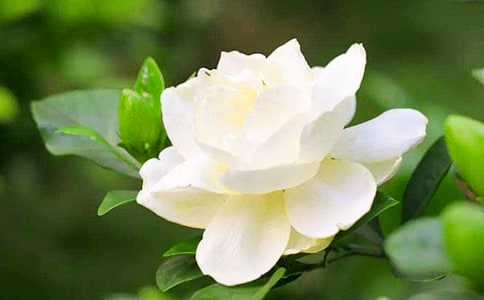 【精】梔子花開(kāi)作文15篇