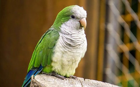 �ɐ۵��W�^���꼉����400��