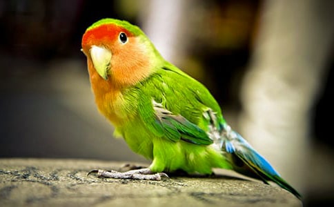 �����Č��(xi��ng)����(x��):���W�^���