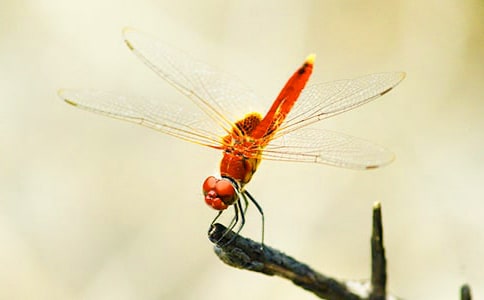 保護蜻蜓小學(xué)生作文300字