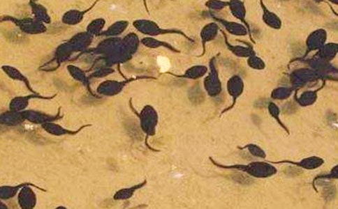 ��С����ҋ��������½̌W(xu��)�O(sh��)Ӌ(j��)����