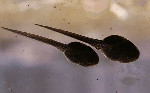 小蝌蚪童話故事(精選37篇)