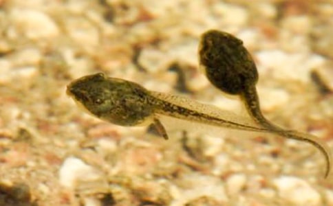 ��С����ҋ������̌W(xu��)�c�O(sh��)Ӌ