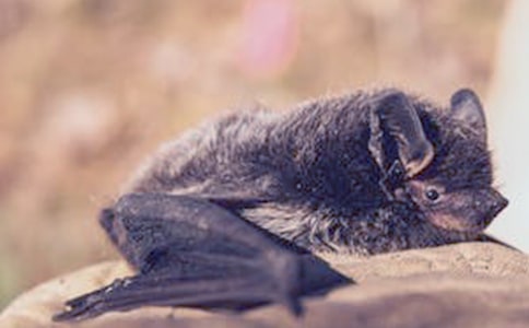 ���������Ԣ�Թ���