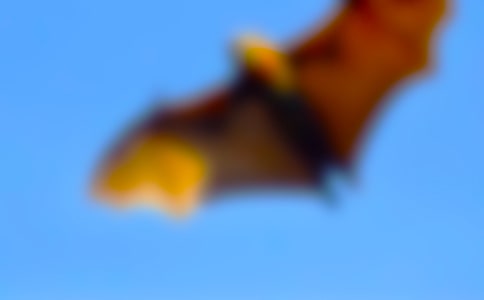 《蝙蝠與雷達》教學設(shè)計