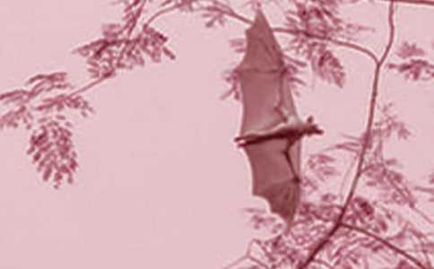 精選蝙蝠的作文300字合集6篇