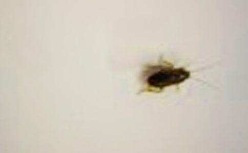 ����һֻ�������600��