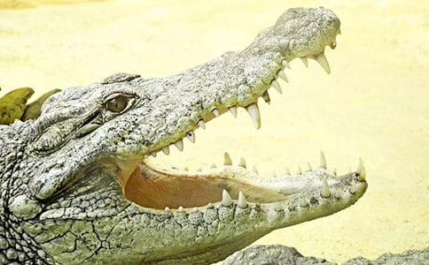 �{�~���ą���500�֣�ͨ��55ƪ��